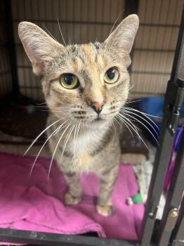 Luke -  Domestic Short Hair Cat for Adoption in Davenport, Iowa - Luke | PetCurious