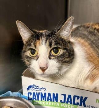Little Bit -  Domestic Short Hair Cat for Adoption in Lafayette, Indiana - Little Bit | PetCurious