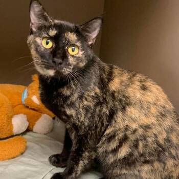 Mother Earth -  Domestic Short Hair Cat for Adoption in West Point, Mississippi - Mother Earth | PetCurious