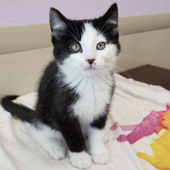 Ewan -  Domestic Short Hair Cat for Adoption in Marshfield, Wisconsin - Ewan | PetCurious