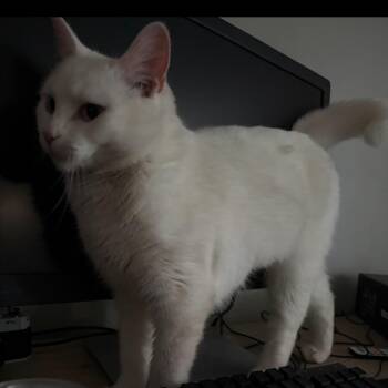 Runt -  Domestic Short Hair Cat for Adoption in Ashland, Virginia - Runt | PetCurious