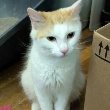 Sophie -  Domestic Long Hair Cat for Adoption in Braintree, Massachusetts - Sophie | PetCurious