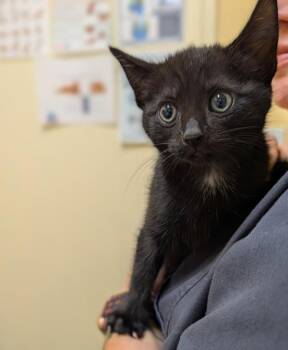 Sugababe -  Domestic Short Hair Cat for Adoption in Sechelt, British Columbia - Sugababe | PetCurious