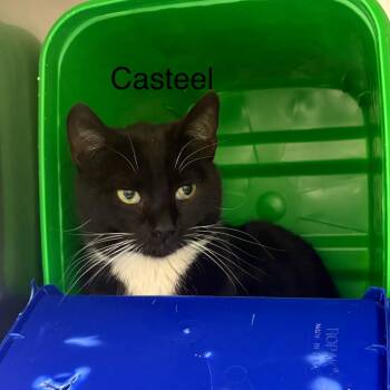 Domestic Short Hair Cats Available for Adoption in Windsor, Virginia - Casteel | PetCurious