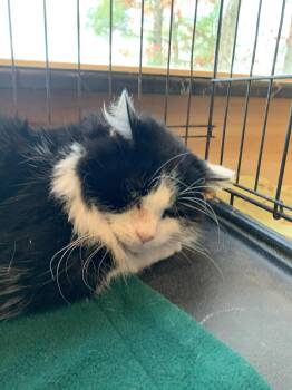 Rescue Domestic Long Hair Cats for Adoption in Hawley, Pennsylvania - Christopher | PetCurious