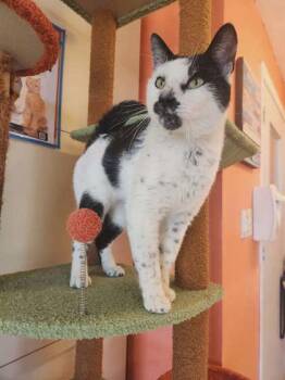 Domestic Short Hair Cats Available for Adoption in Scottsbluff, Nebraska - Patchwork | PetCurious