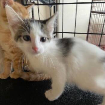 Dilly -  Domestic Short Hair Cat for Adoption in Dayton, Ohio - Dilly | PetCurious