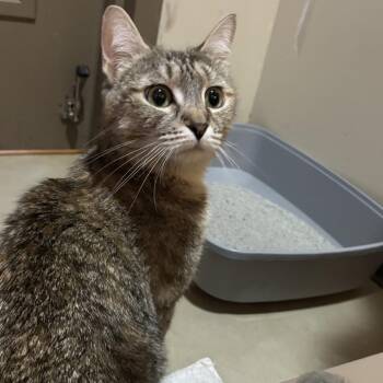 Vanilla -  Domestic Short Hair Cat for Adoption in Baltimore, Maryland - Vanilla | PetCurious