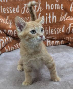 Almond -  Domestic Short Hair Cat for Adoption in Little Rock, Arkansas - Almond | PetCurious