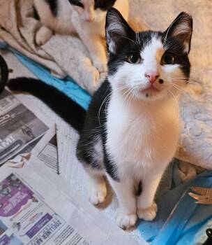 Moe -  Domestic Short Hair Cat for Adoption in Seven Valleys, Pennsylvania - Moe | PetCurious