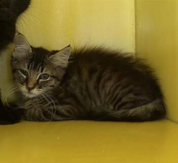 Nine -  Domestic Long Hair Cat for Adoption in El Paso, Texas - Nine | PetCurious