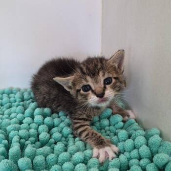 Banksy -  Domestic Short Hair Cat for Adoption in Corpus Christi, Texas - Banksy | PetCurious