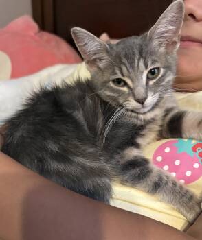 Archer -  Domestic Short Hair Cat for Adoption - Archer | PetCurious
