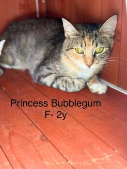 Princess Bubblegum -  Domestic Short Hair Cat for Adoption in Waverly, Tennessee - Princess Bubblegum | PetCurious