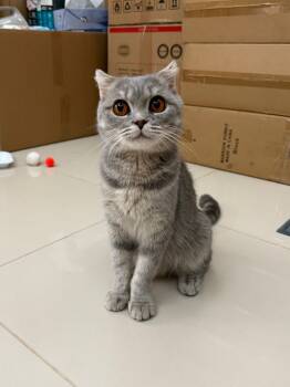 Rescue British Shorthair Cats for Adoption in Snow Hill, Maryland - Masha | PetCurious