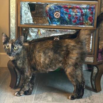 Vita -  Tortoiseshell Cat for Adoption in Scottsdale, Arizona - Vita | PetCurious