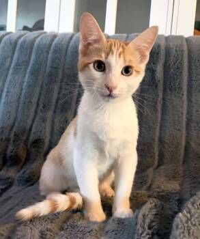 Ron Weasley -  Domestic Short Hair Cat for Adoption in Davis, California - Ron Weasley | PetCurious