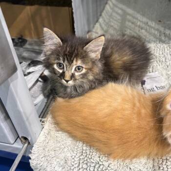 Rosalynn (Bonded to Lady Bird) -  Domestic Medium Hair Cat for Adoption in Concord, New Hampshire - Rosalynn (Bonded To Lady Bird) | PetCurious