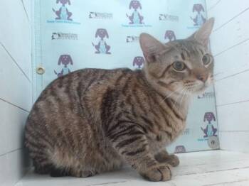 Domestic Short Hair Cats Available for Adoption - TUBBS | PetCurious