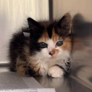 Yucca -  Domestic Long Hair Cat for Adoption in Charlottesville, Virginia - Yucca | PetCurious