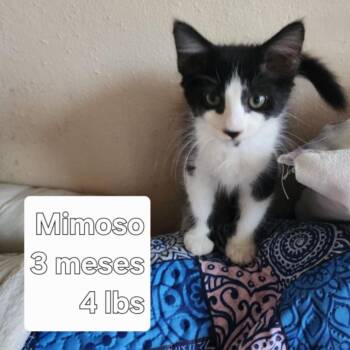Rescue Domestic Short Hair Cats for Adoption in Warren, New Jersey - Mimoso | PetCurious