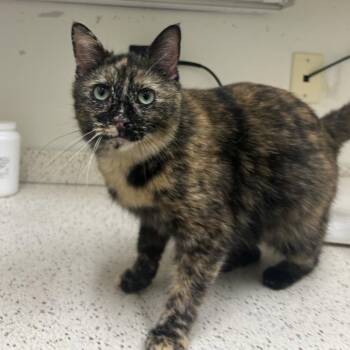 Domestic Short Hair Cats Available for Adoption in Auburn, Alabama - Jordan | PetCurious