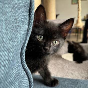Domestic Short Hair Cats Available for Adoption in Keizer, Oregon - Crow | PetCurious