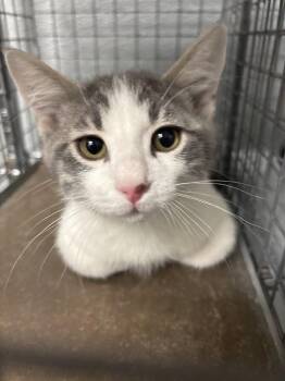 AVALANCHE -  Domestic Short Hair Cat for Adoption in Las Vegas, Nevada - AVALANCHE | PetCurious