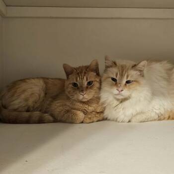 Prince (Bonded with Bubba) -  Domestic Long Hair Cat for Adoption - Prince (Bonded With Bubba) | PetCurious
