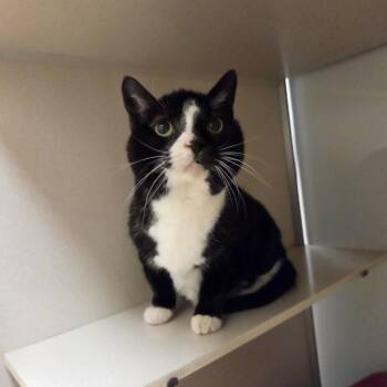 Rescue Domestic Short Hair Cats for Adoption in Ballston Spa, New York - Boots | PetCurious