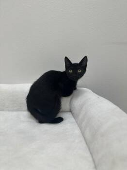 Ash -  Domestic Short Hair Cat for Adoption in Newberg, Oregon - Ash | PetCurious