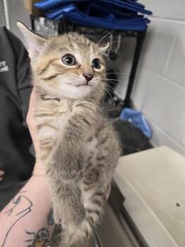 Domestic Short Hair Cats Available for Adoption - CHEVERLY | PetCurious