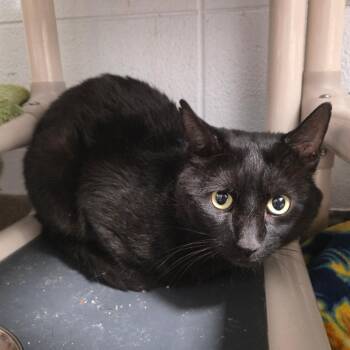 Jacky -  American Shorthair Cat for Adoption in South Elgin, Illinois - Jacky | PetCurious