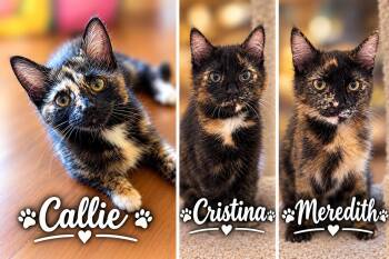 Callie, Cristina and Meredith (SC) -  Domestic Short Hair Cat for Adoption in Clinton, Illinois - Callie, Cristina And Meredith (SC) | PetCurious