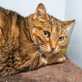 Domestic Short Hair Cats Available for Adoption - Kangaroo | PetCurious