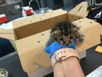 Domestic Short Hair Cats Available for Adoption in Thousand Palms, California - A1906212 | PetCurious