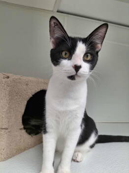 Rescue Domestic Short Hair Cats for Adoption in Rochester, New Hampshire - Patrick | PetCurious