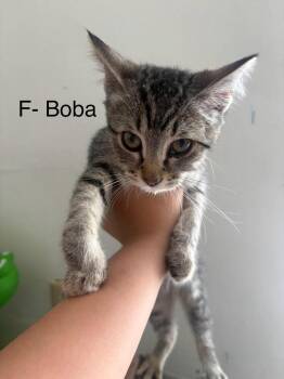 Boba -  Domestic Short Hair Cat for Adoption in Lancaster, California - Boba | PetCurious