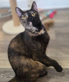 Fifa (Fostered in Omaha) -  Domestic Short Hair Cat for Adoption in Papillion, Nebraska - Fifa (Fostered In Omaha) | PetCurious