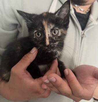 Domestic Short Hair Cats Available for Adoption in Nutley, New Jersey - Rosie | PetCurious