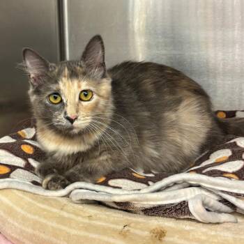 Mina -  Domestic Short Hair Cat for Adoption in Los Angeles, California - Mina | PetCurious
