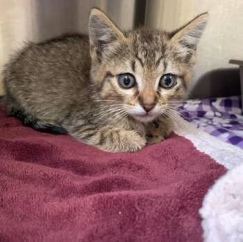 LUCIANO -  Domestic Short Hair Cat for Adoption in Alameda, California - LUCIANO | PetCurious