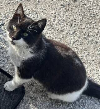 Rescue Domestic Short Hair Cats for Adoption in Lemont, Illinois - Dolly | PetCurious