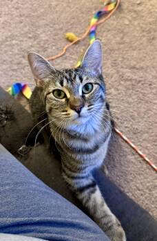 Rescue Domestic Short Hair Cats for Adoption in Morrison, Colorado - Fiona Bell | PetCurious