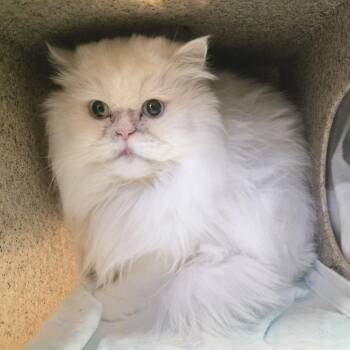 Yuki -  Persian Cat for Adoption in Fort Wayne, Indiana - Yuki | PetCurious