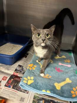 Domestic Short Hair Cats Available for Adoption - Stacy | PetCurious