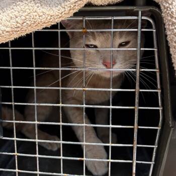 Domestic Short Hair Cats Available for Adoption in League City, Texas - Cheeto | PetCurious