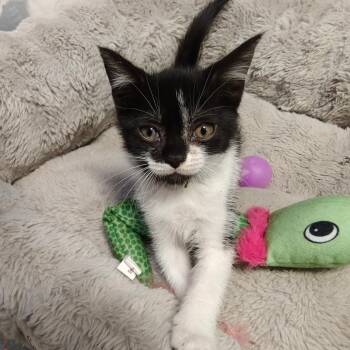 American Shorthair and Russian Blue Cats Available for Adoption in New Orleans, Louisiana - Artemis | PetCurious