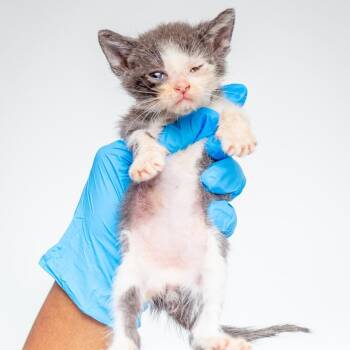 Jasper -  Domestic Short Hair Cat for Adoption in Hattiesburg, Mississippi - Jasper | PetCurious