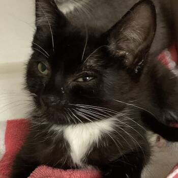 Dimitri -  Domestic Short Hair Cat for Adoption in Redwood City, California - Dimitri | PetCurious